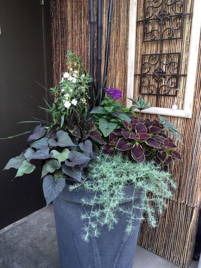 <p>New Leaf Garden Centre</p><p>Proven performer Angelface Super White stands out in this diverse, leafy container arrangement by New Leaf Garden Centre.</p>