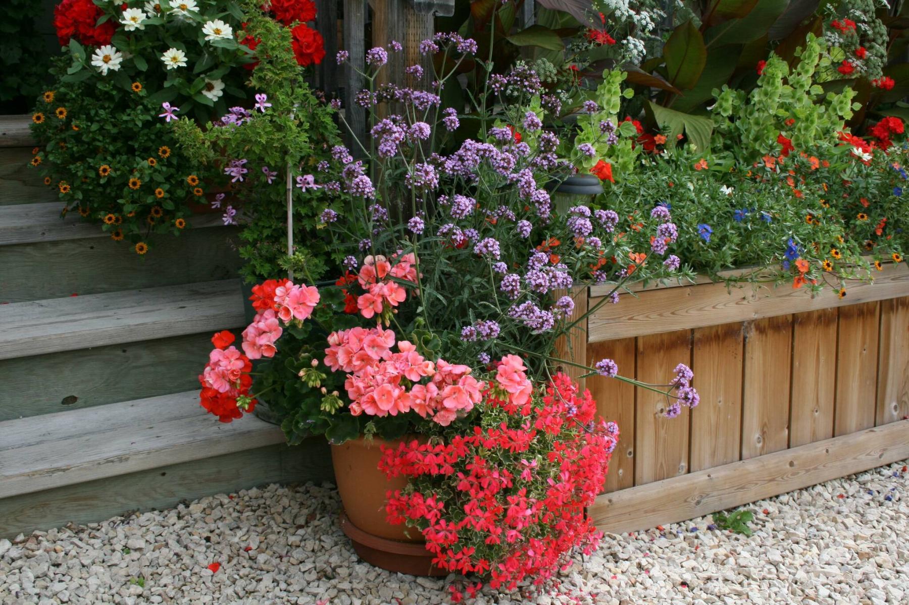  <p>Cheryl Geske</p>
                                <p>Cheryl Geske grew these bountiful geraniums in her Gimli garden this year and started them from cuttings.</p> 