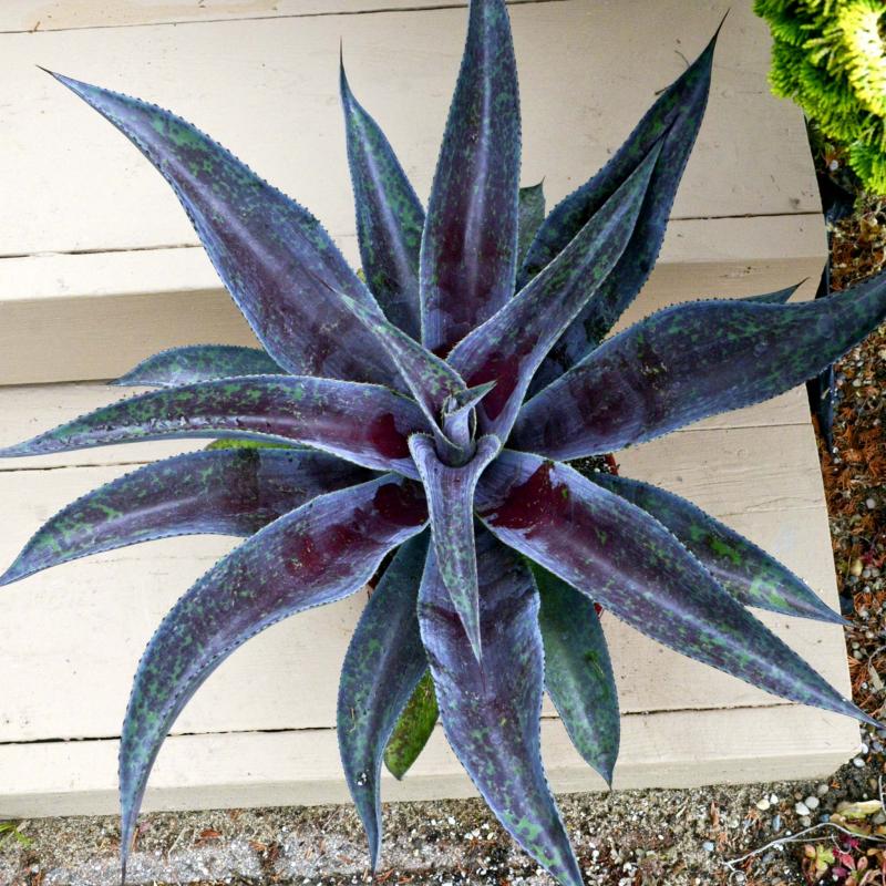 <p>Walters Gardens Inc.</p><p>Mangave Mission to Mars is a drought-tolerant annual succulent that demands little water.</p>