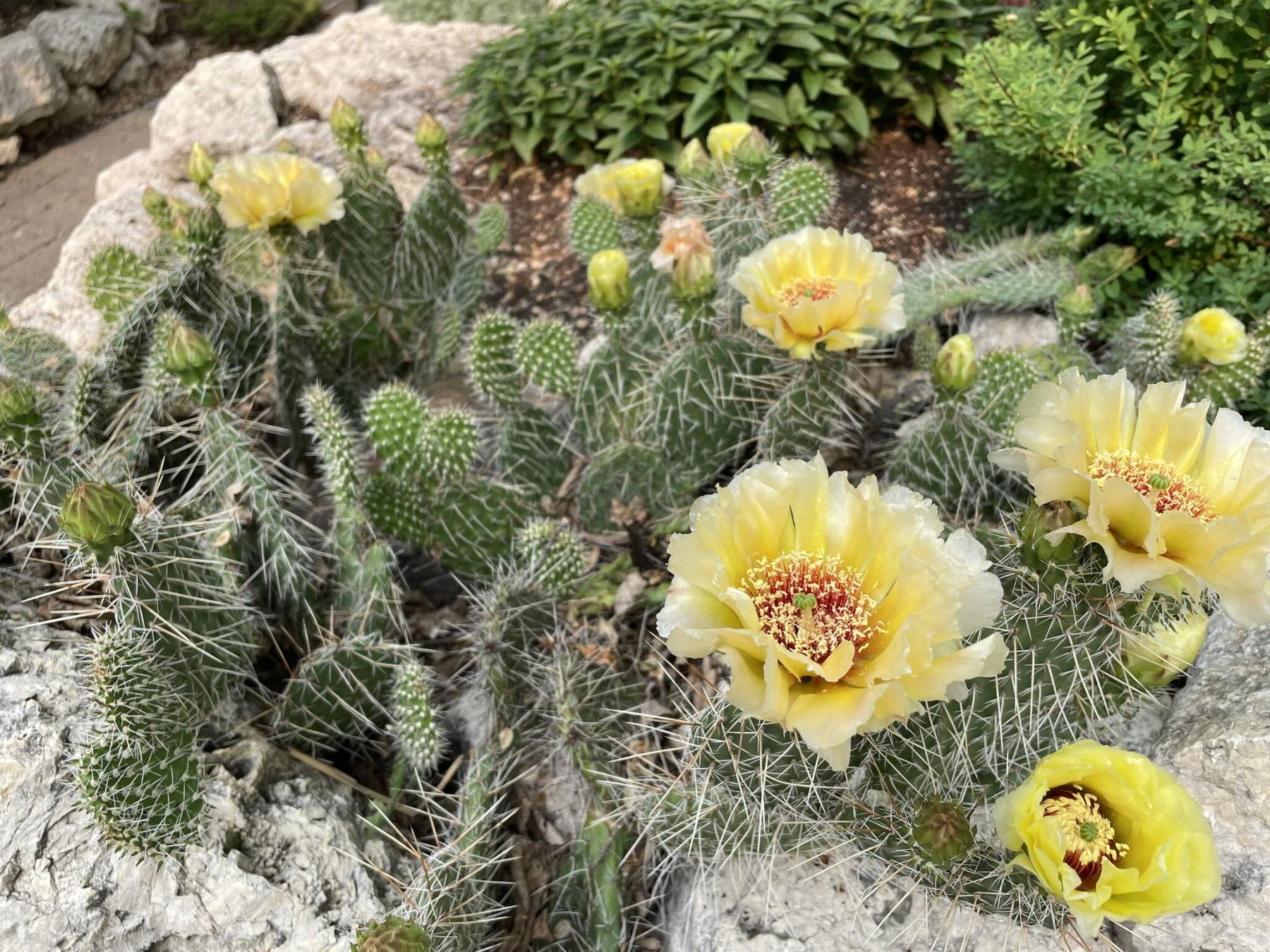  <p>Jessika Aiello</p>
                                <p>Prickly but hardy, Opuntia polyacantha has grown in the Aiello&rsquo;s Winnipeg Garden for many years.</p> 