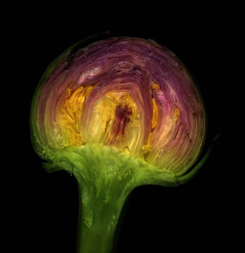 <p>Curious about what&rsquo;s inside? A peony bud bisect shows its glowing heart.</p>