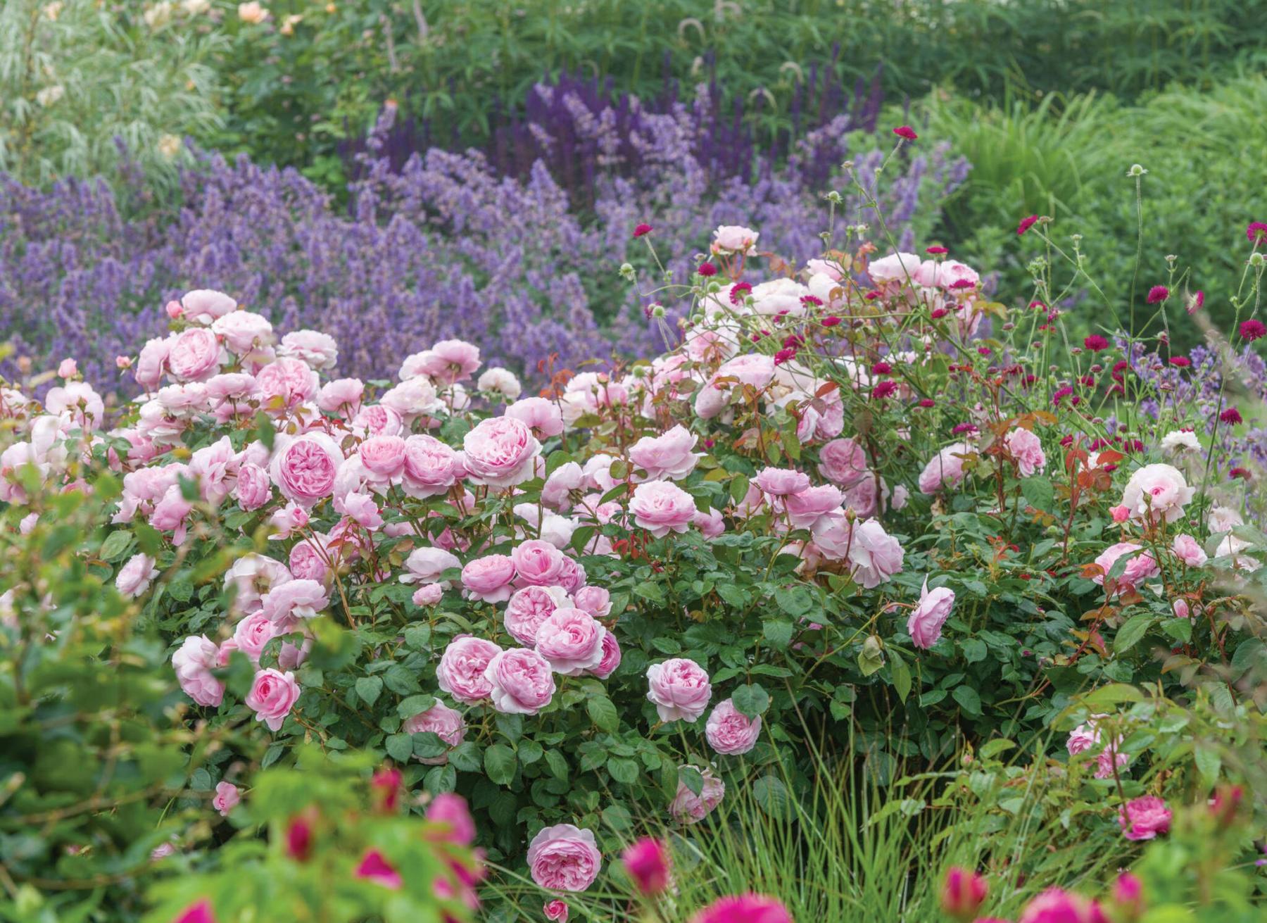 <p>David Austin Roses</p><p>Pollinator-friendly perennials are excellent companions for David Austin roses.</p>