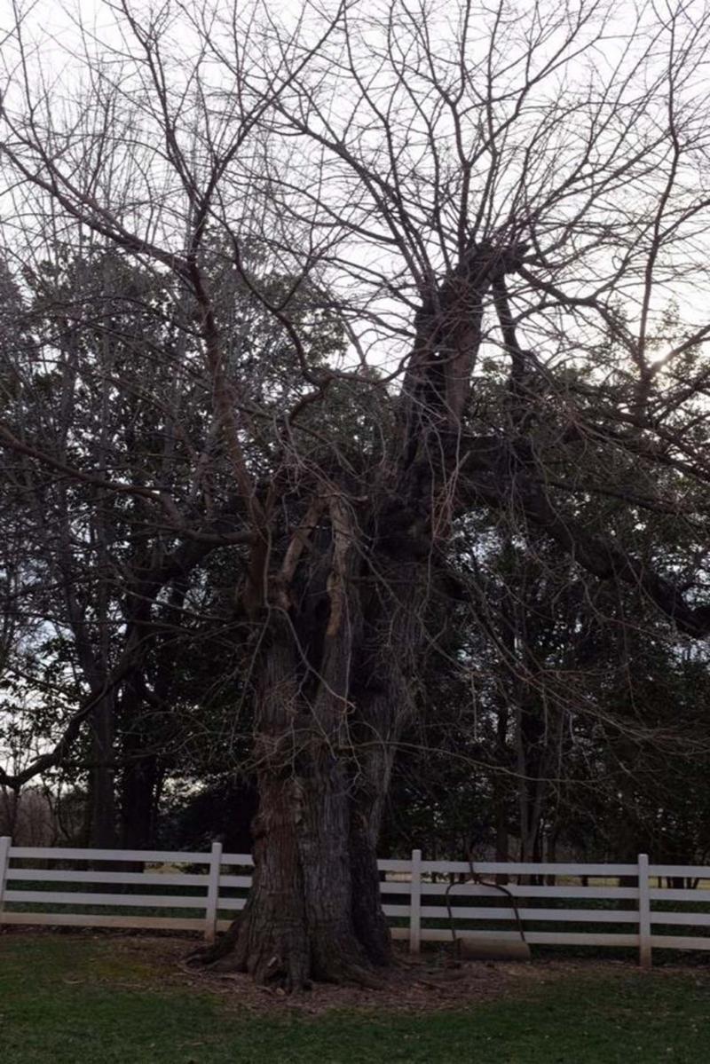 <p>Adrian Higgins / The Washington Post</p><p>This white mulberry is one of four surviving trees at Mount Vernon that George Washington planted on the grounds.</p></p>