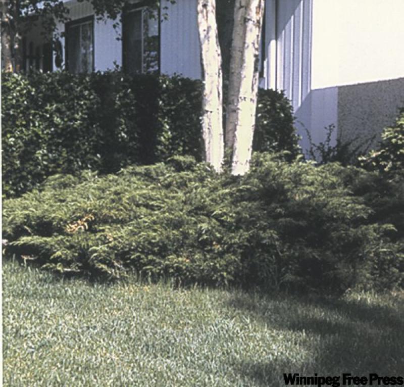 Creeping juniper is a vigourous ground cover.
