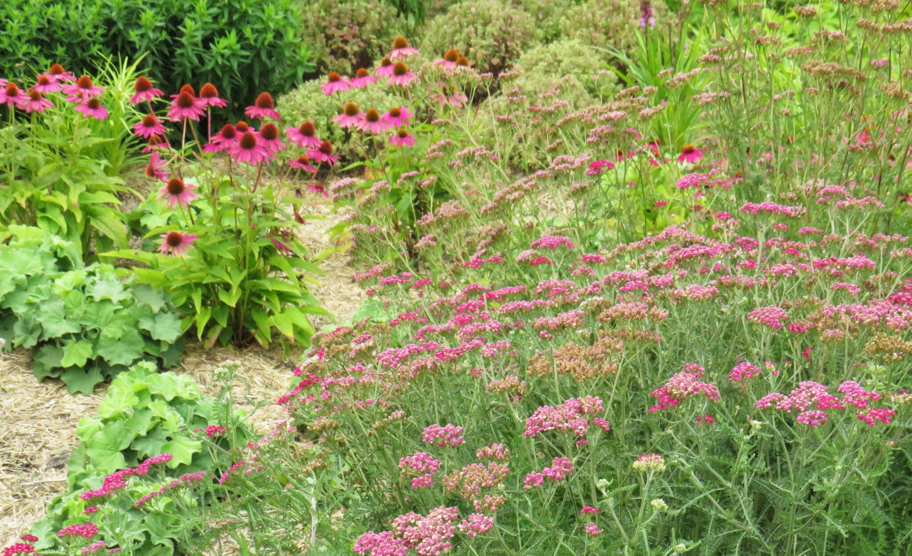 <p>Photos by Colleen Zacharias / Winnipeg Free Press </p><p>Some of the perennial favourites in the Seasonal Garden at Assiniboine Park: purple coneflower, yarrow, lady&rsquo;s mantle.</p>