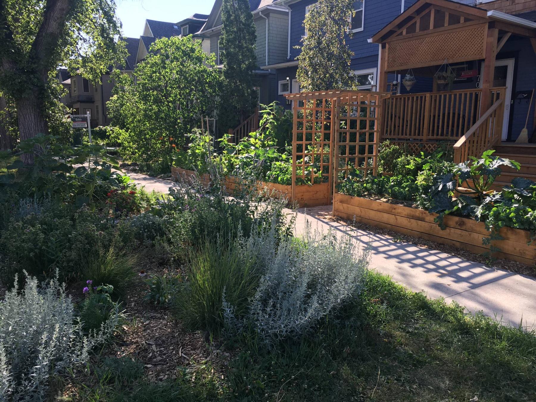<p>Shannon Bahuaud</p><p>Shannon Bahuaud&rsquo;s Winnipeg front yard may be tiny but offers an abundance of food and plant diversity.</p>