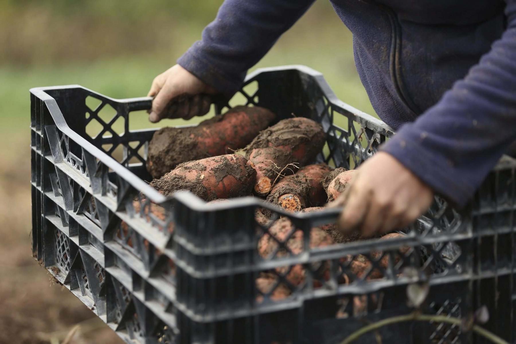 <p>Chris Walker / Chicago Tribune / TNS</p><p>Sweet potatoes are full of fibre and nutrition, but can be death to the cutting surface of vegetable peelers. Cooking them first can make the skins slide right off.</p>