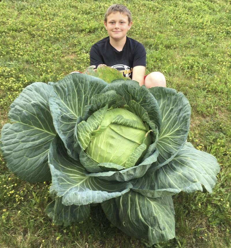 <p>Jerry Cornett</p><p>Cole Caywood, 9, poses with his 13-kilogram cabbage that won the National Bonnie Plants Cabbage Program&rsquo;s Virginia competition. </p>