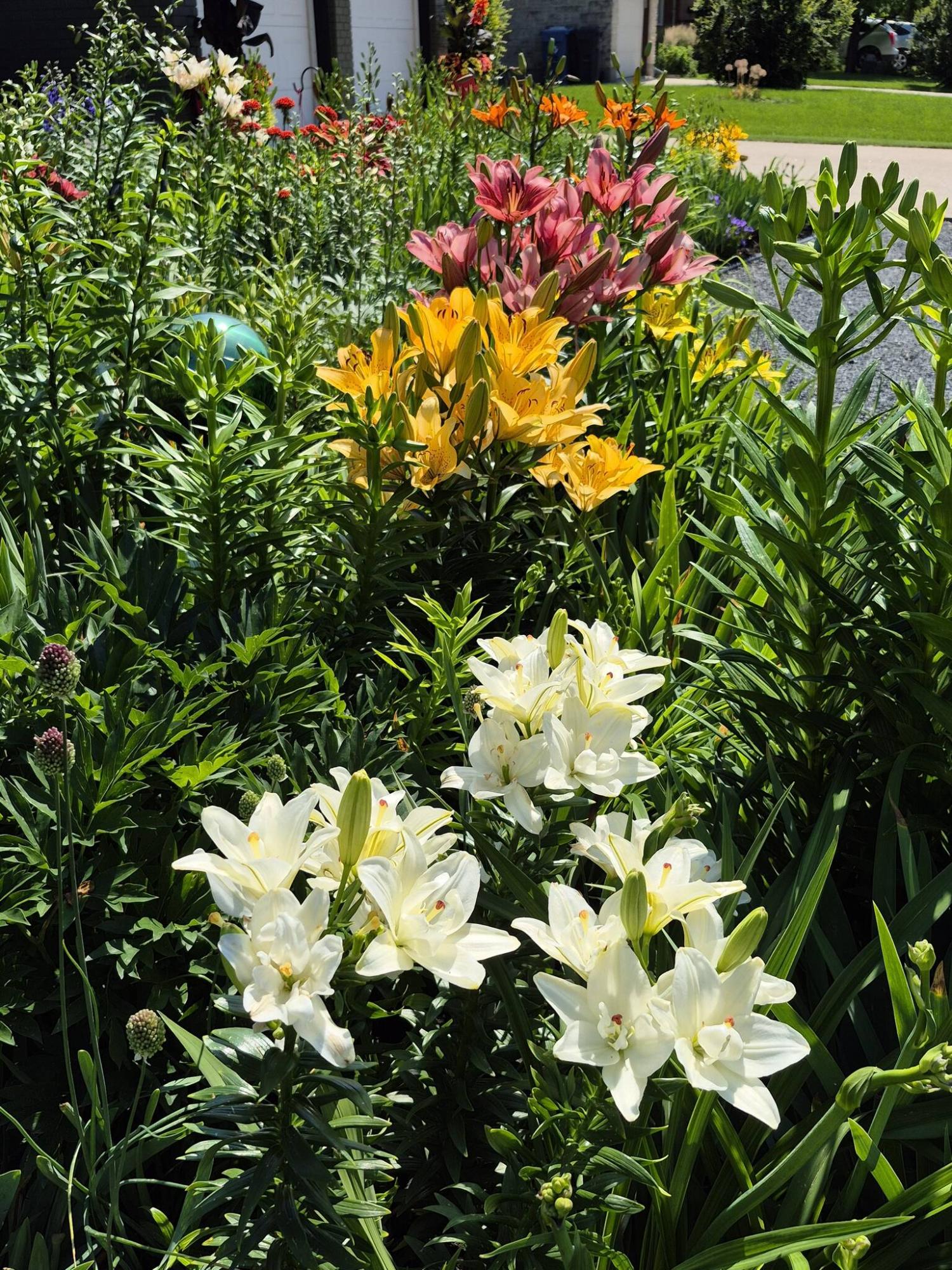 <p>Colleen Zacharias photo</p>
<p>Annemarie’s Dream, a fully double Asiatic lily, comes into bloom just before L.A. Evening Star hybrid lily, situated directly behind, can steal the show.</p>