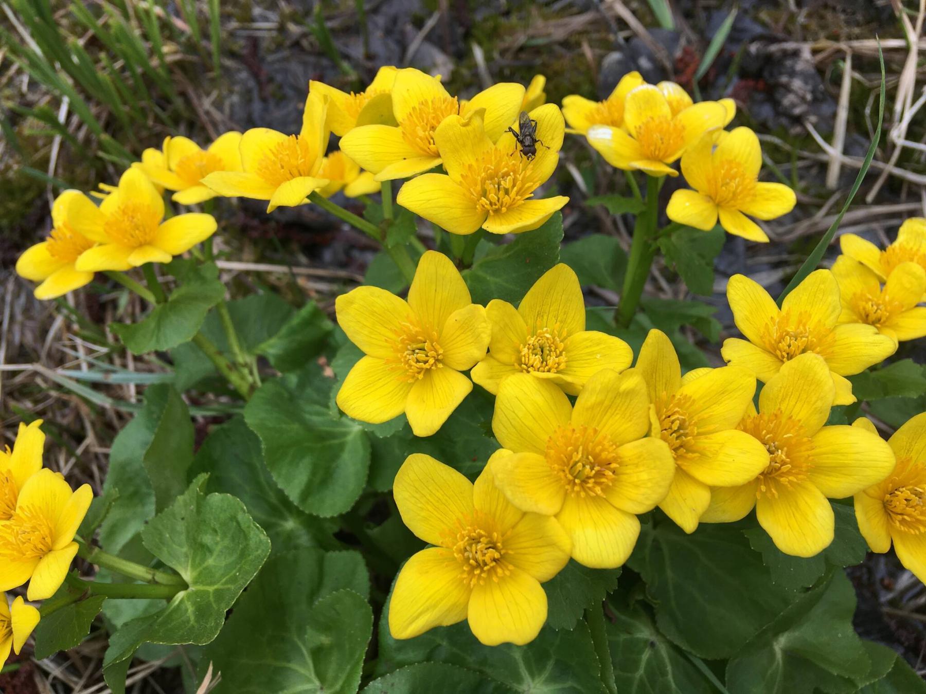  <p>Lyndon Penner</p>
                                <p>Marsh Marigold is a native species that usually blooms by the second week of May.</p> 