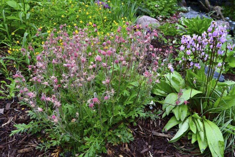 <p>BECKY SLATER</p><p>Eye-catching Three-flowered Avens (left) and Shooting Star combine beauty and hardiness.</p>