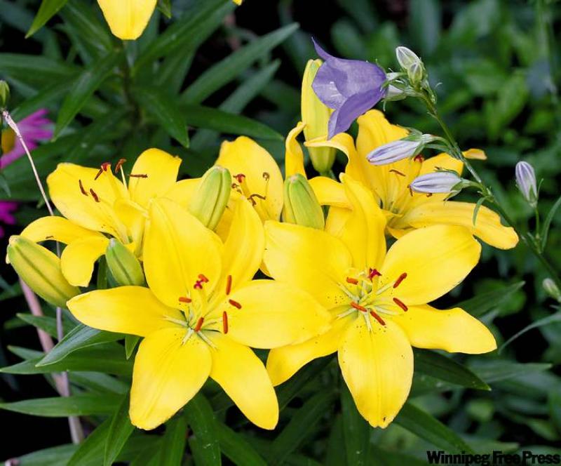 Asiatic lilies