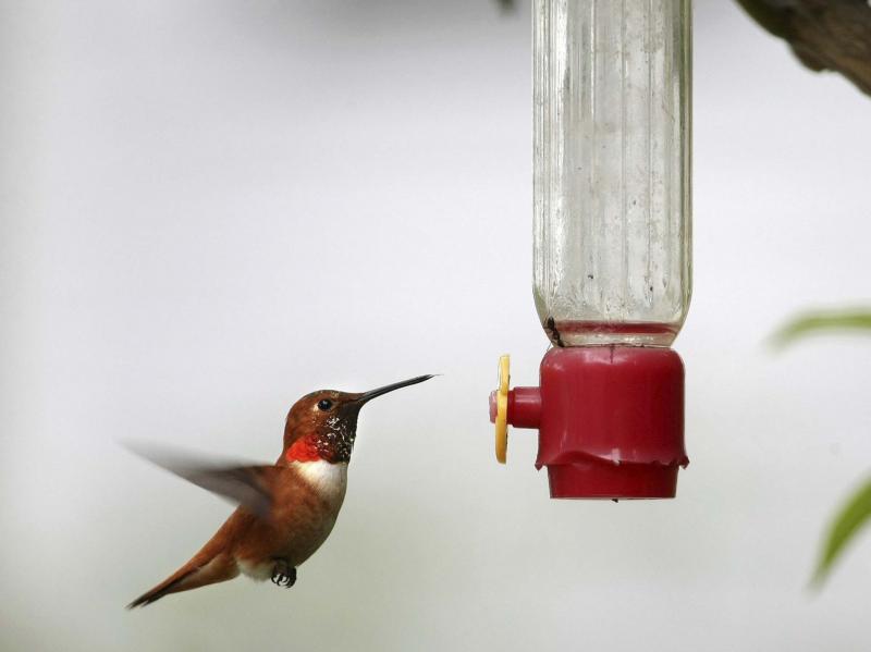 Feeders to make those birds hum Winnipeg Free Press Homes