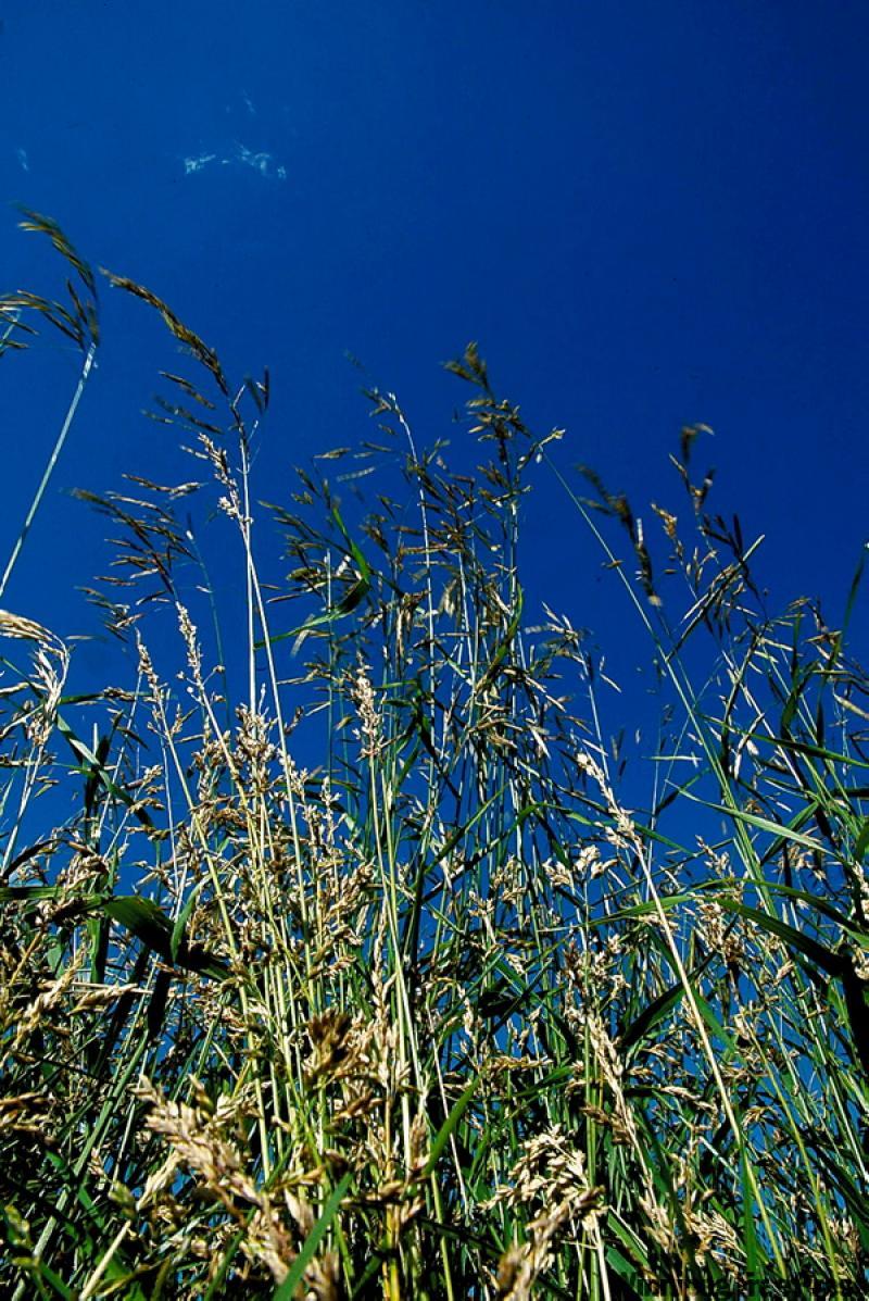 Preserving natural grasses and vegetation is the goal of many new housing developments. 