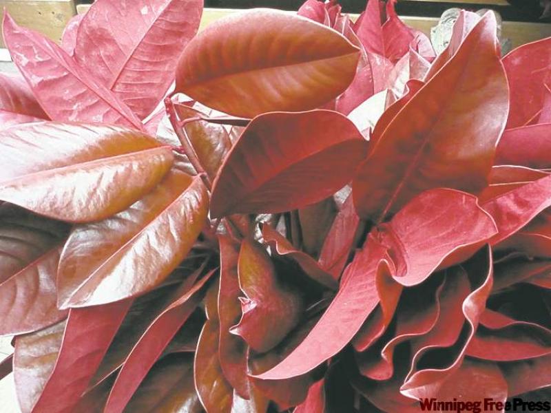 Red-dyed magnolia leaves are a luxurious addition to wreaths and centrepieces.