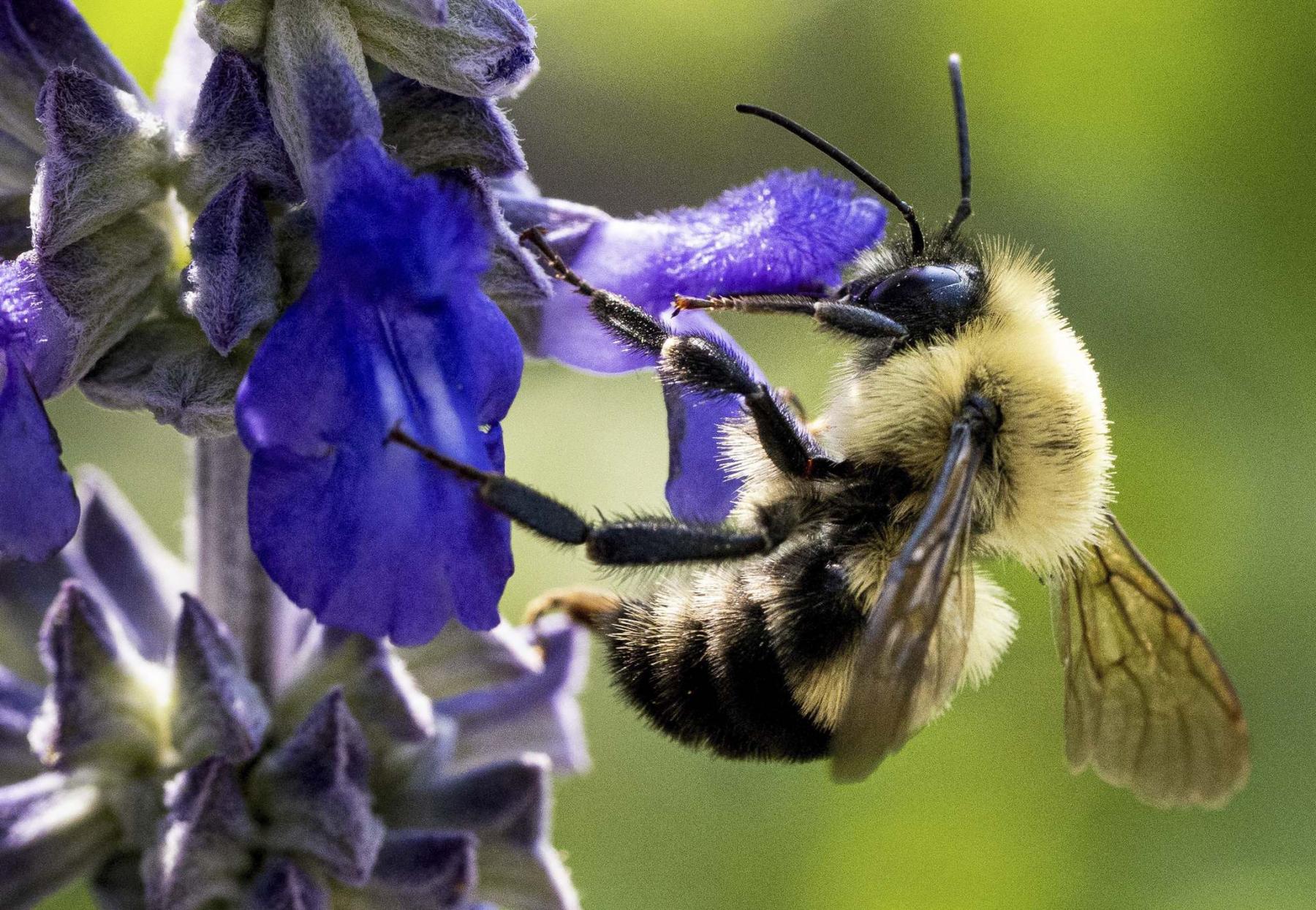 Glimmer of hope for declining native bee populations - Winnipeg Free ...