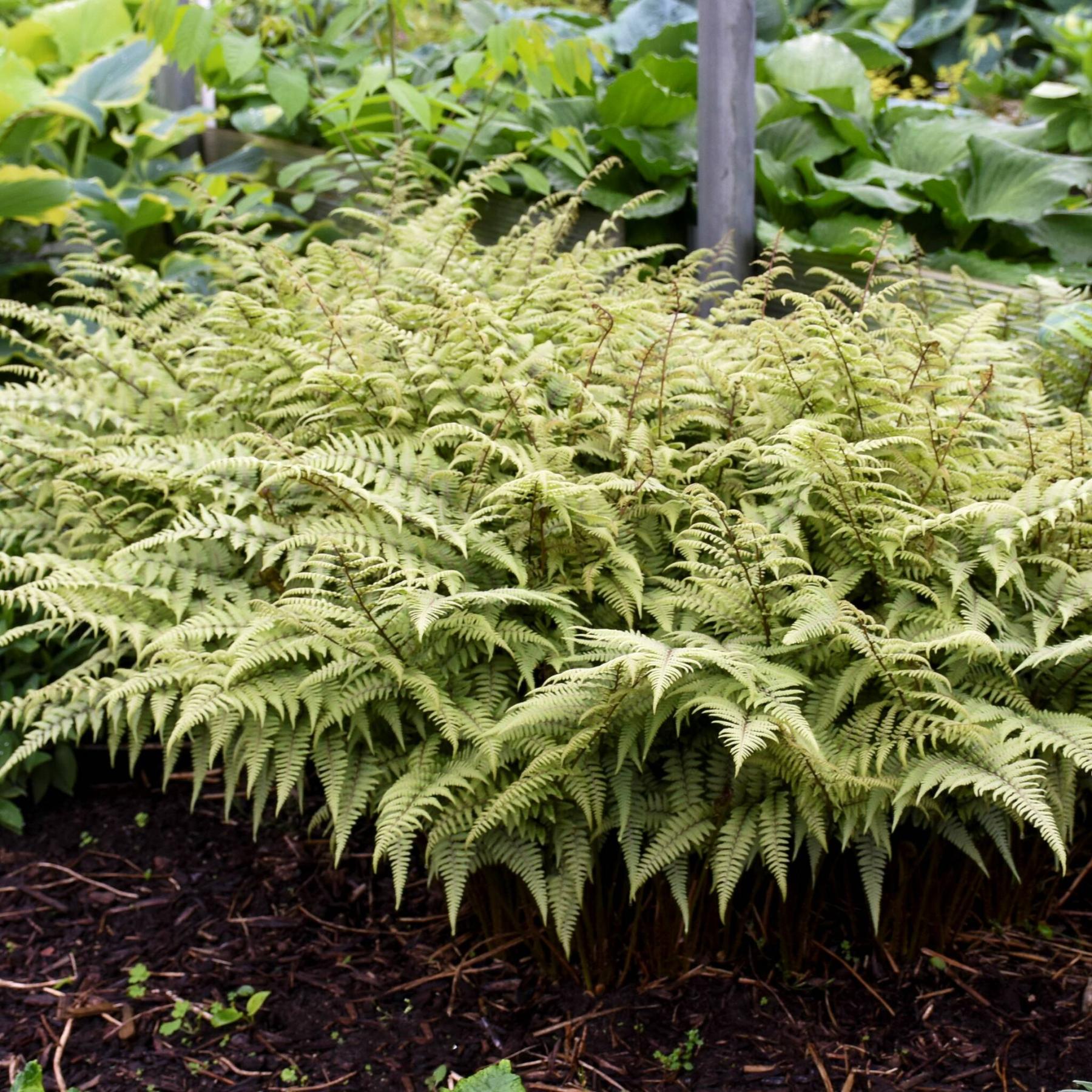  <p>Walters Gardens Inc.</p>
                                <p>Ghost Fern has frosted apple green fronds with a silvery sheen for an ethereal mystique in your shade garden.</p> 
