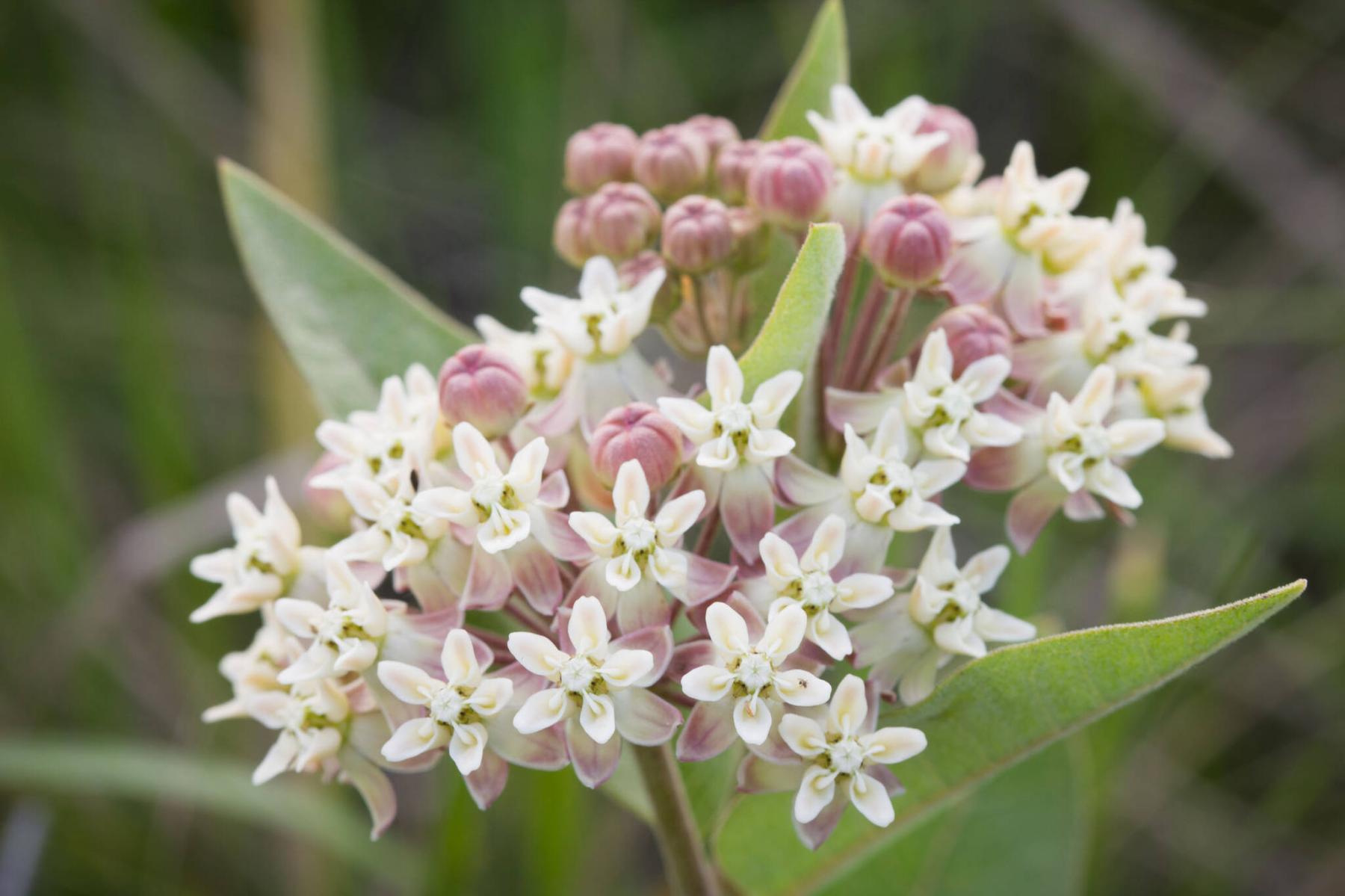  <p>Wikimedia Commons</p>
                                <p>Asclepias ovalifolia is a dwarf milkweed native to Manitoba measuring in at 30-46 centimetres tall.</p> 