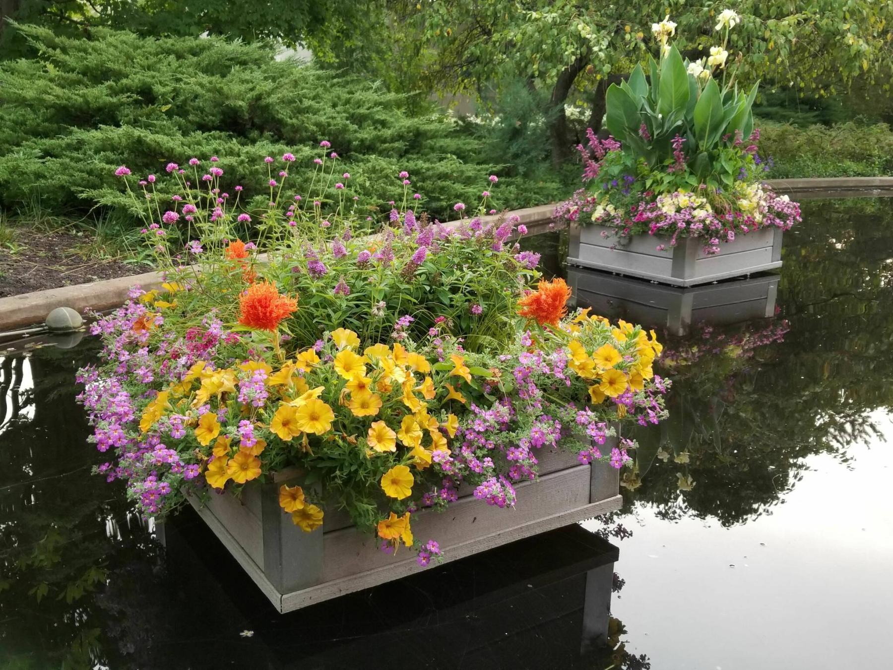  <p>Colleen Zacharias / Free Press</p>
                                <p>Large pond boxes filled to the brim with flowering annuals can be re-created at home on a smaller scale.</p> 