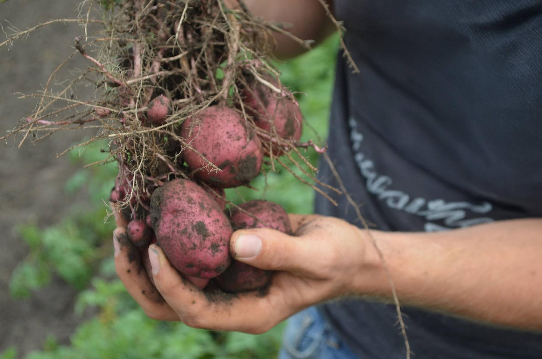  <p>EcoTea photo</p>
                                <p>Grown with EcoTea, this healthy potato crop needed less synthetic fertilizer while providing a higher-than-average yield.</p> 