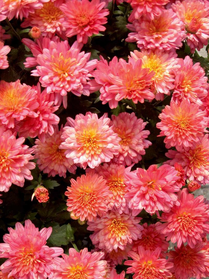 Like pink? Choose from several shades and combinations. Mix and match, display singly or make a fall wardrobe change by pulling out a tired annual from your front door container and inserting a lush new chrysanthemum that will bloom right through to November.