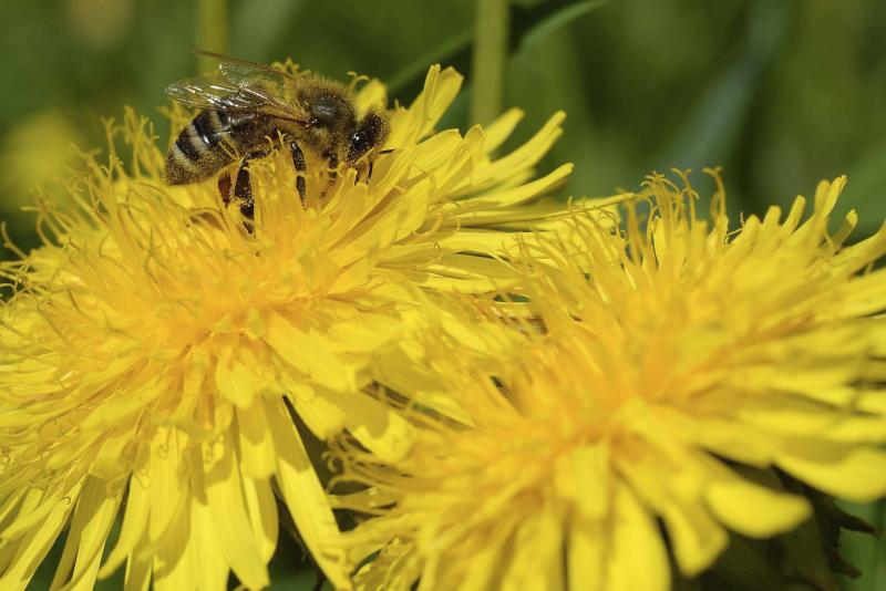 <p>KERSTIN JOENSSON / THE ASSOCIATED PRESS FILES</p><p>Boiling water or acetic acid (pickling vinegar) will kill your dandelions... and everything else.</p>