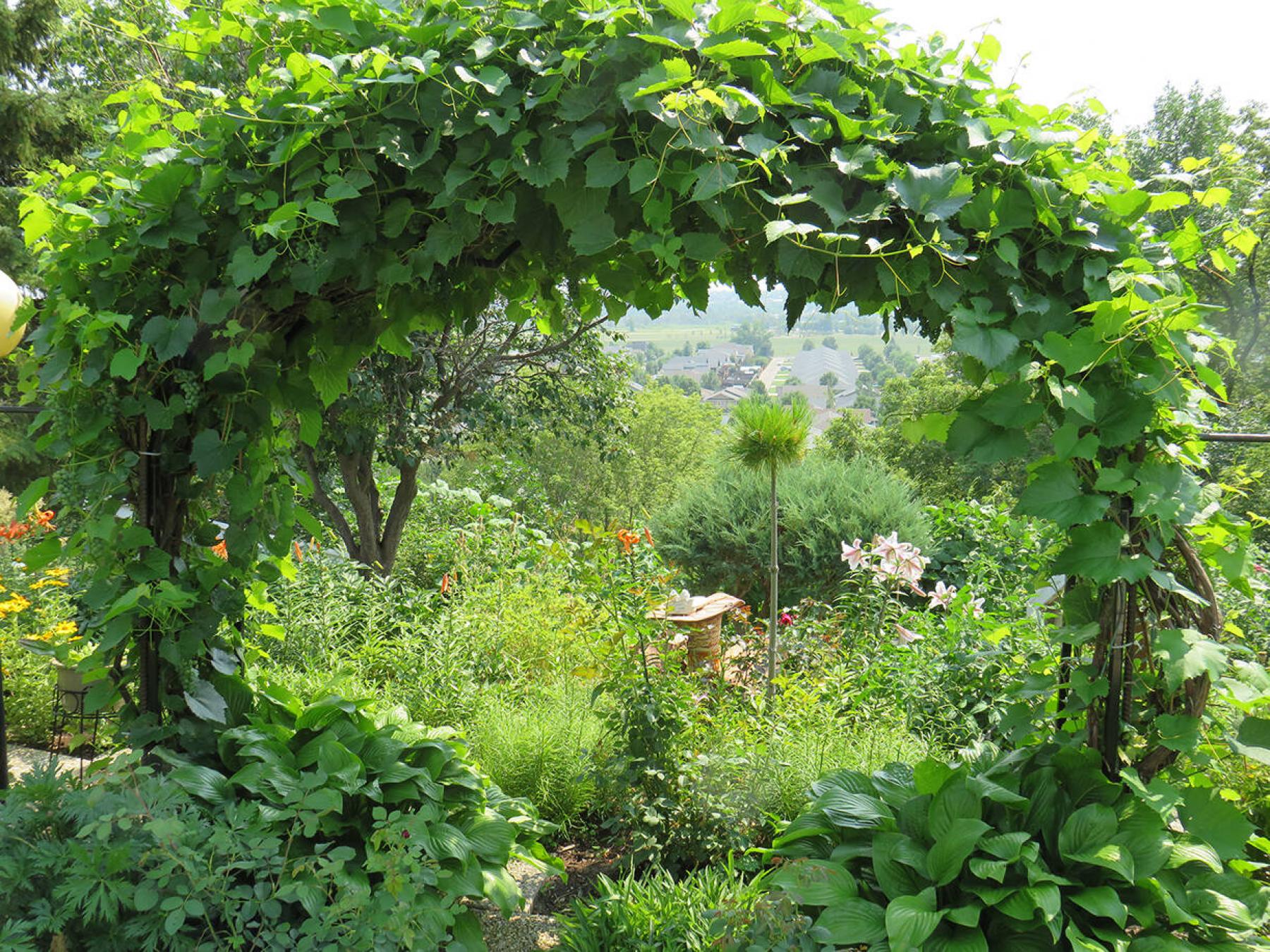 <p>With a circular shape representing a moon gate, this grapevine arch trellis overlooks the Brandon valley.</p>