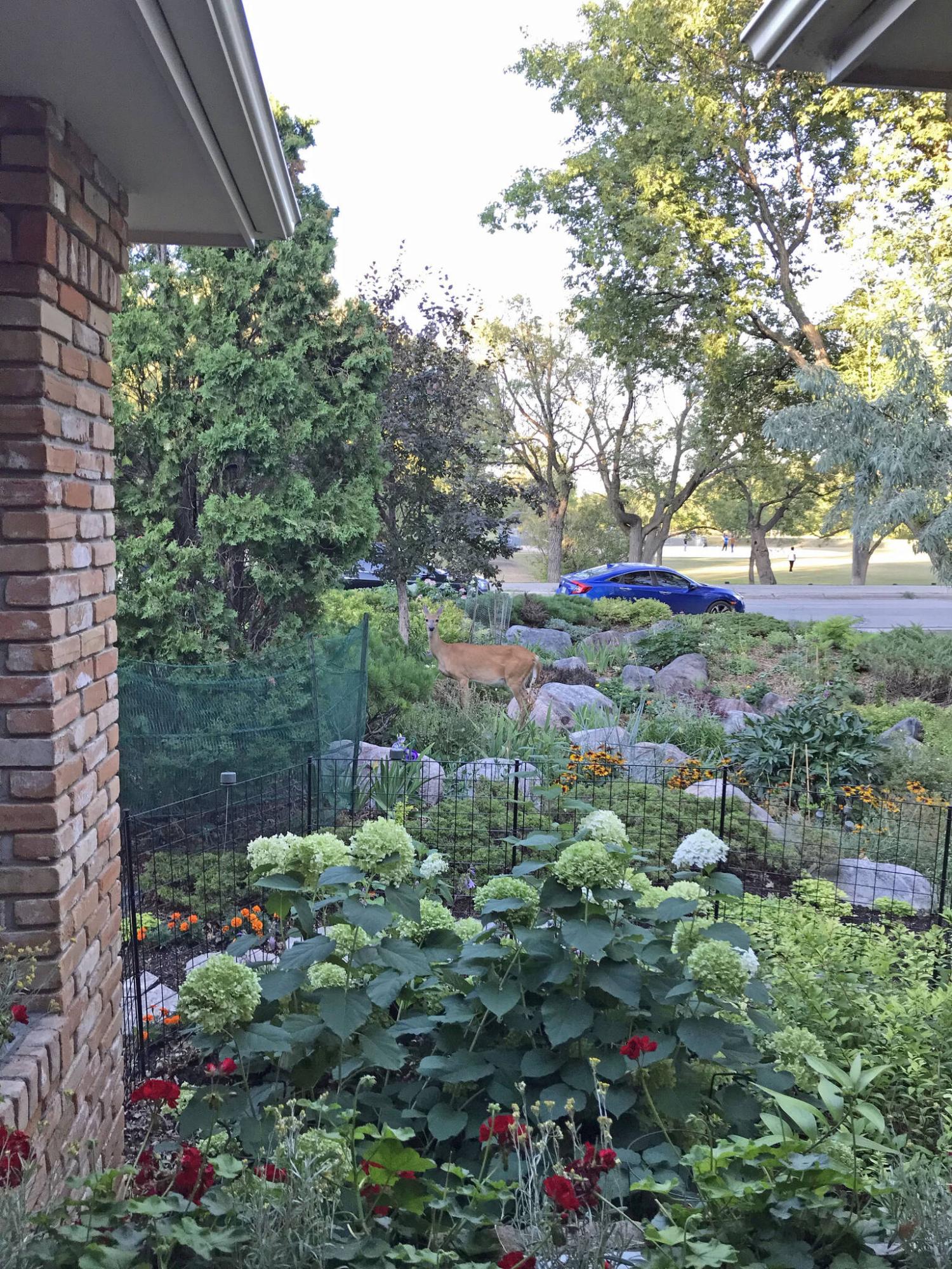 <p>Mary Ann Shaw photo</p>
<p>A deer surveys the buffet of plants in Mary Ann Shaw’s front yard garden.</p>