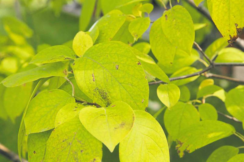 Continuing issues with Japanese tree lilacs - Winnipeg Free Press Homes