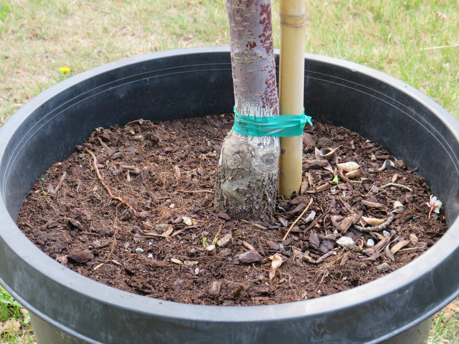  <p>COLLEEN ZACHARIAS / FREE PRESS</p>
                                <p>Shopping for a tree? First, pull the soil away from the trunk and look for the root flare.</p> 