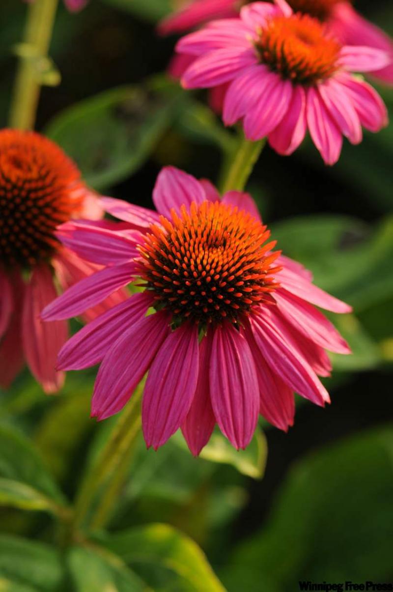 Pow Wow Wildberry: The intense rose flowers with a dark rose centre make it a great new addition to any perennial bed.