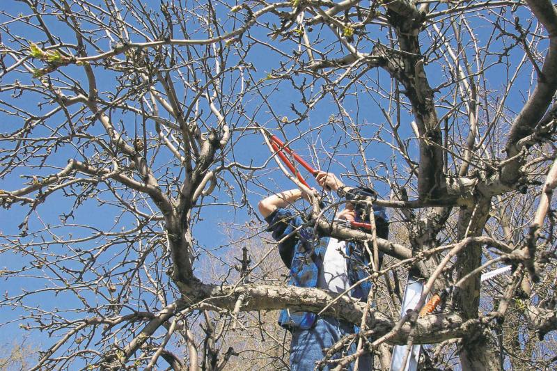 Although homeowners can do a fair amount of tree care themselves, there are also instances where hiring a certified arborist is the smartest and safest bet.