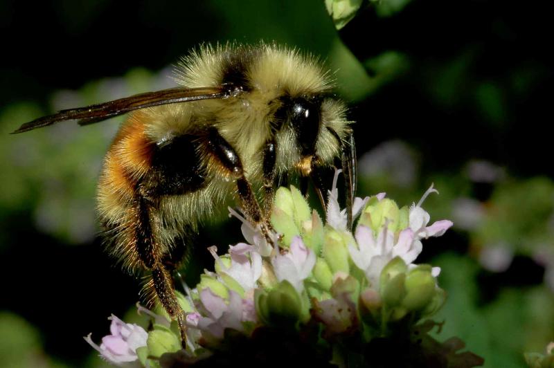 The best reason to give up your habit of using chemical methods to kill pests that damage the plants in your garden? You will be protecting beneficial pollinators like bees and butterflies who are susceptible to physical injury from chemicals. Healthy plants depend on visits from pollinators.