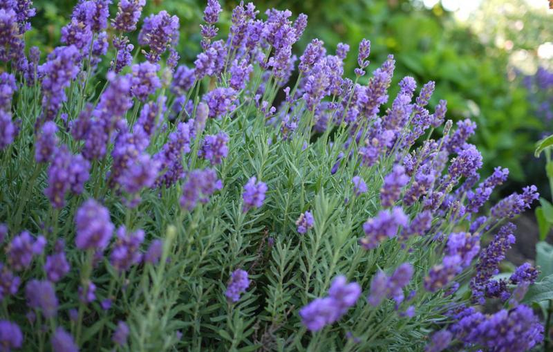 Lavender fields forever - Winnipeg Free Press Homes