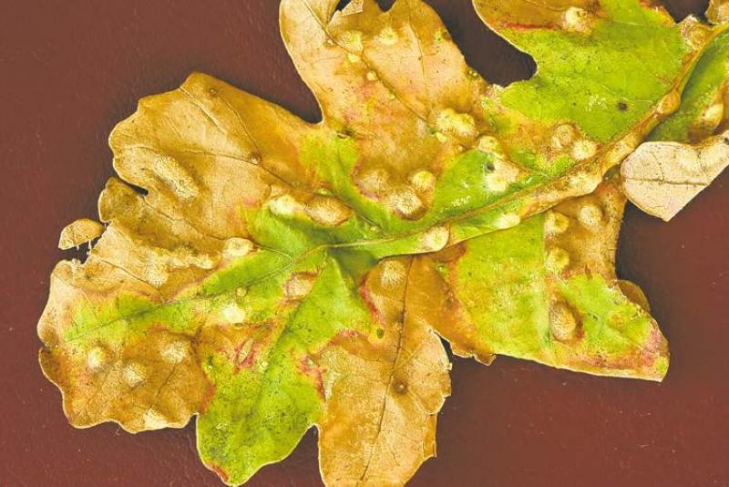 Oak leaf anthracnose and gall mites.