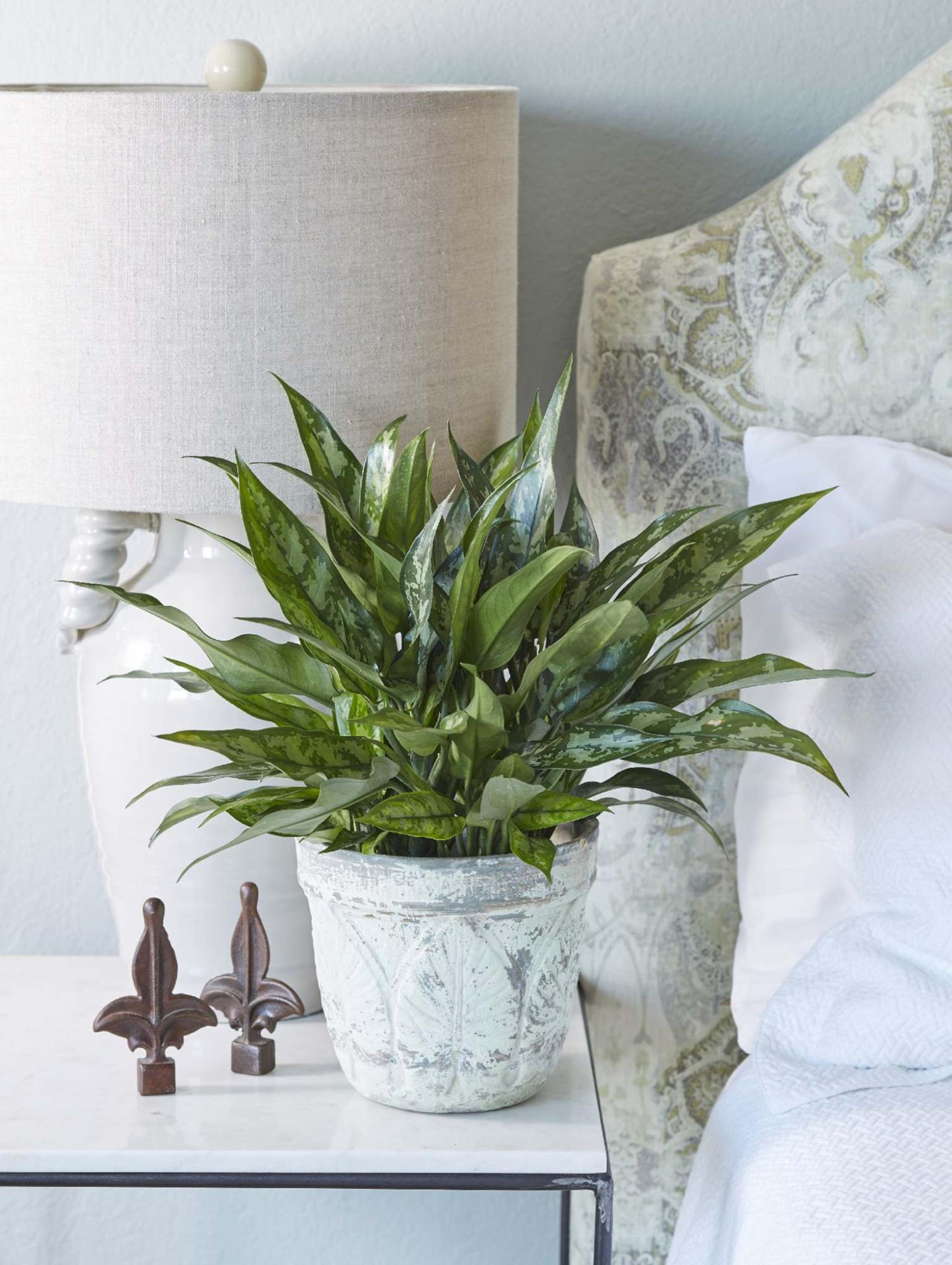<p>Chinese evergreen (Aglaonema) Emerald Beauty is easy to grow and fits nicely on a tabletop.</p></p>