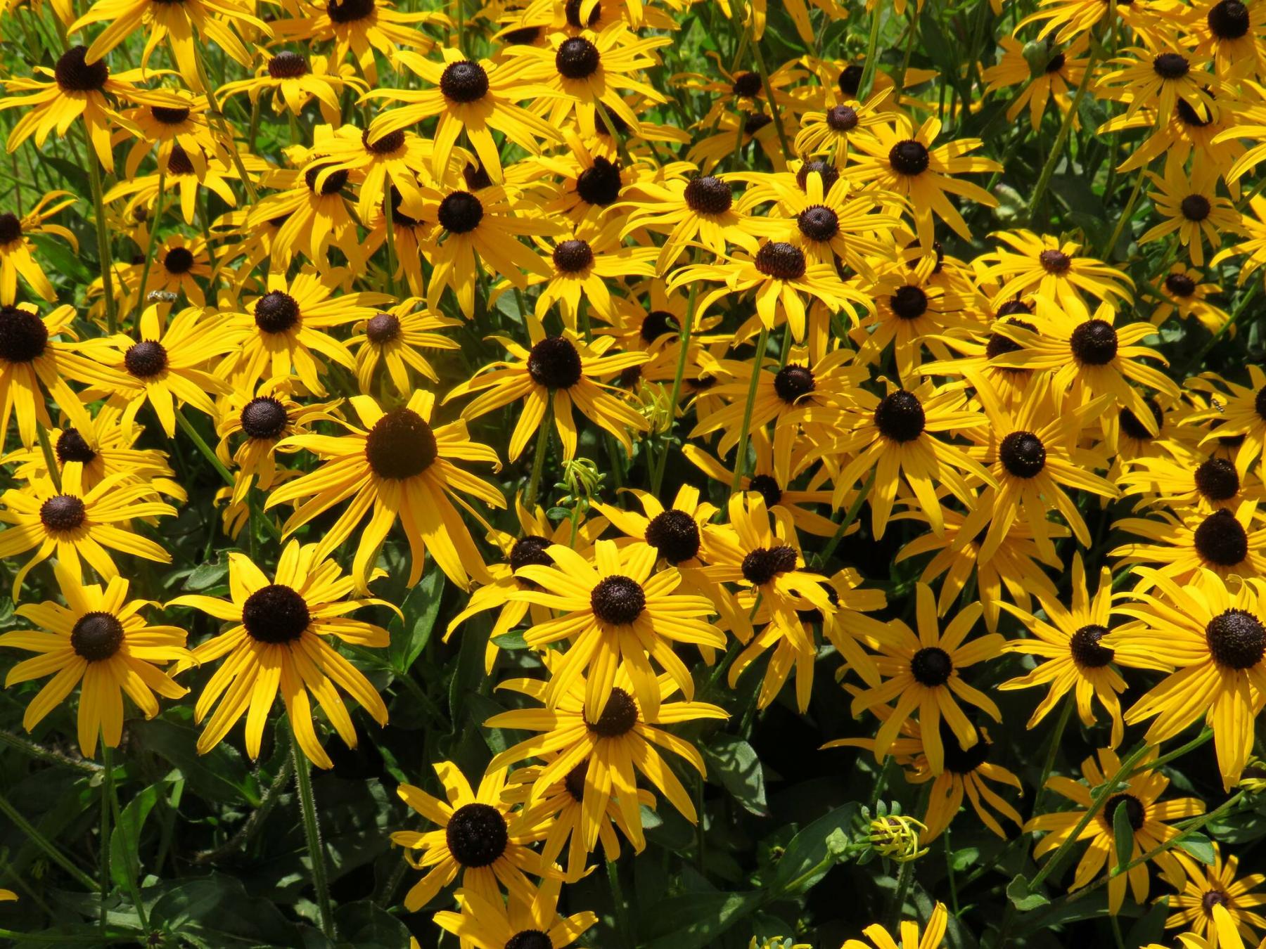  <p>2023 is the Year of the Rudbeckia. Goldsturm Rudbeckia, seen here at Vanstone Nurseries field trial, is a hard-to-beat variety. (Colleen Zacharias)</p> 