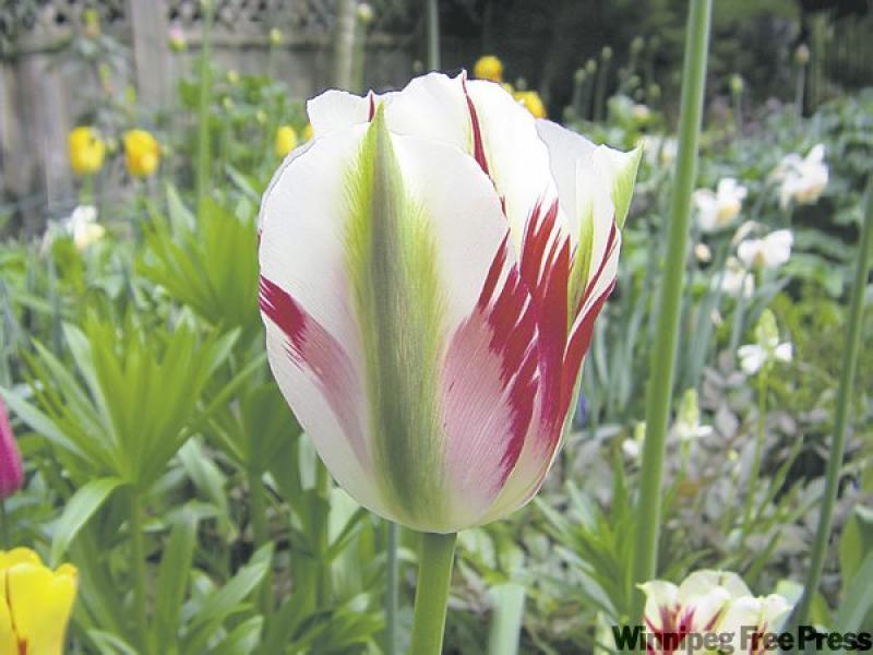 Above, the Darwin tulip 'Olympic Flame' and, below, the peony tulip 'Black Hero'. To keep your bulbs coming back, take care of them each year. You may not escape the reality that their first year is t