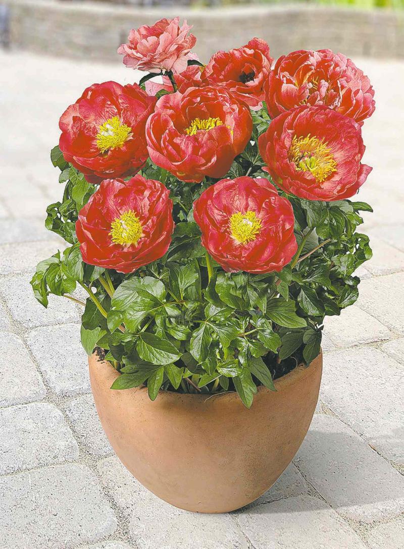 Peonies get groove back - Winnipeg Free Press Homes Peonies get groove back - Winnipeg Free Press Homes