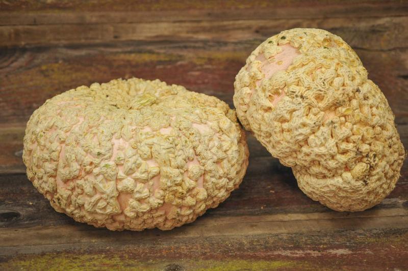 <p>Baker Creek Heirloom Seeds</p><p>Beauty is on the inside. Try roasting Galeux D'Eysines sweet and creamy flesh or add it to a soup recipe. </p>