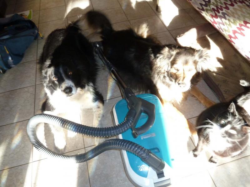 <p>Laurie Mustard / Winnipeg Free Press</p><p>A vacuum can be a lifesaver with shedding pets like Murphy (from left), Shazzy and Jeandeau.</p>