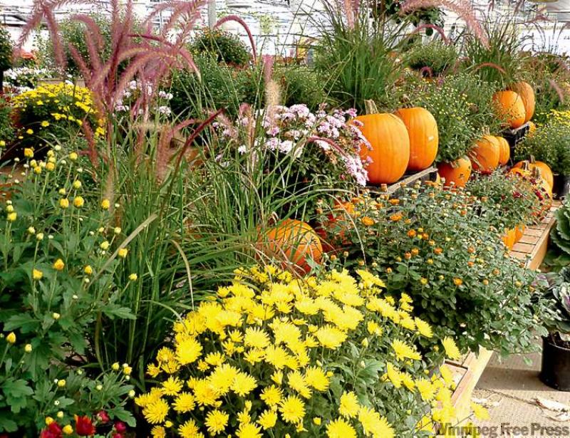 Fall for cabbages and chrysanthemums - Winnipeg Free Press Homes