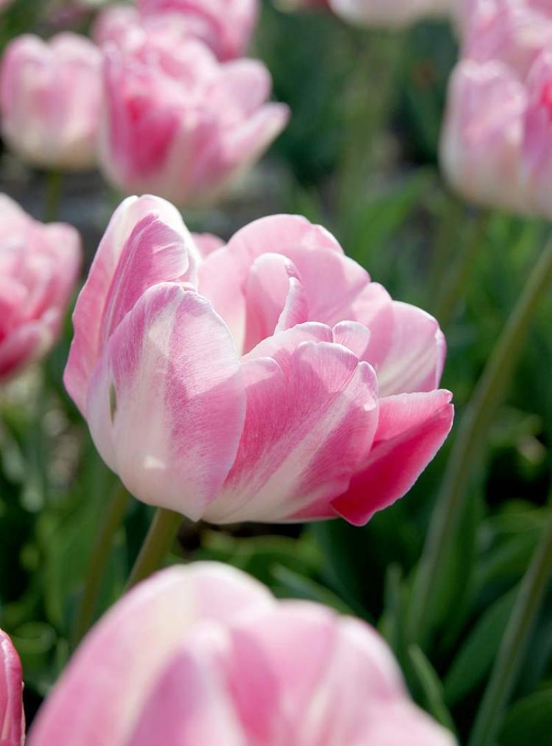 The Double Upstar Tulip features large double flowers in pastel pink shades. It resembles an old-fashioned peony and grows 10 to 14 inches tall.