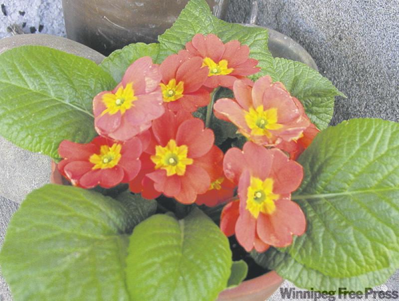 Pretty perennial primulas can take cooler spring temperatures. 
