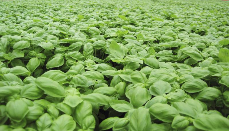 <p>Freeman Herbs / The Canadian Press </p><p>No matter how you pronounce it, basil is one of the most popular herbs in Canada.</p>