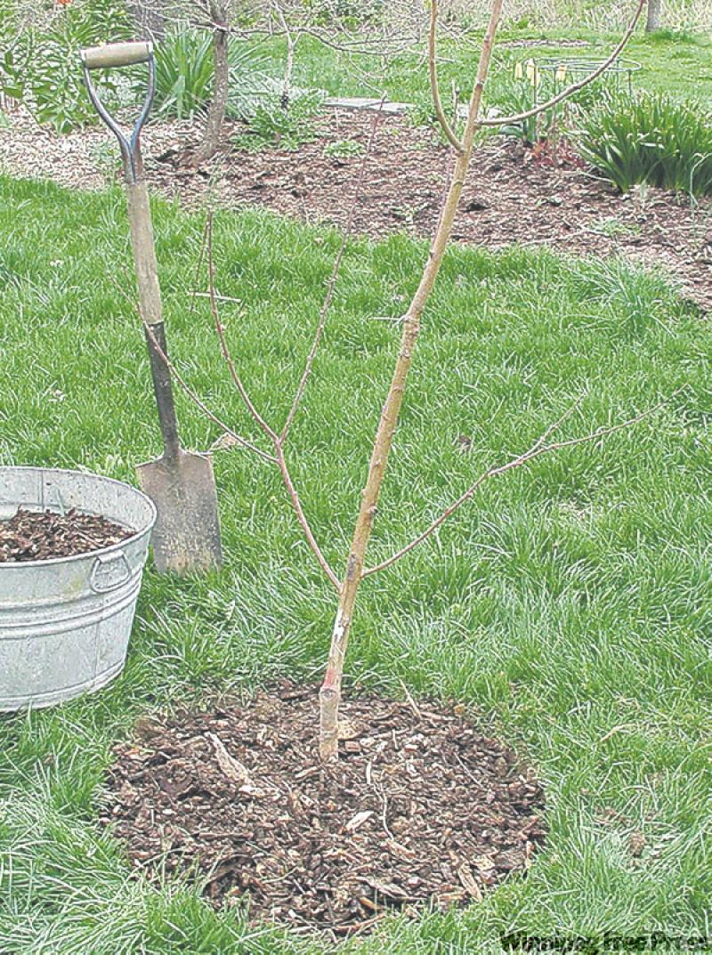 You could take a chainsaw to it, but there are slower, but equally effective ways to doom a tree.