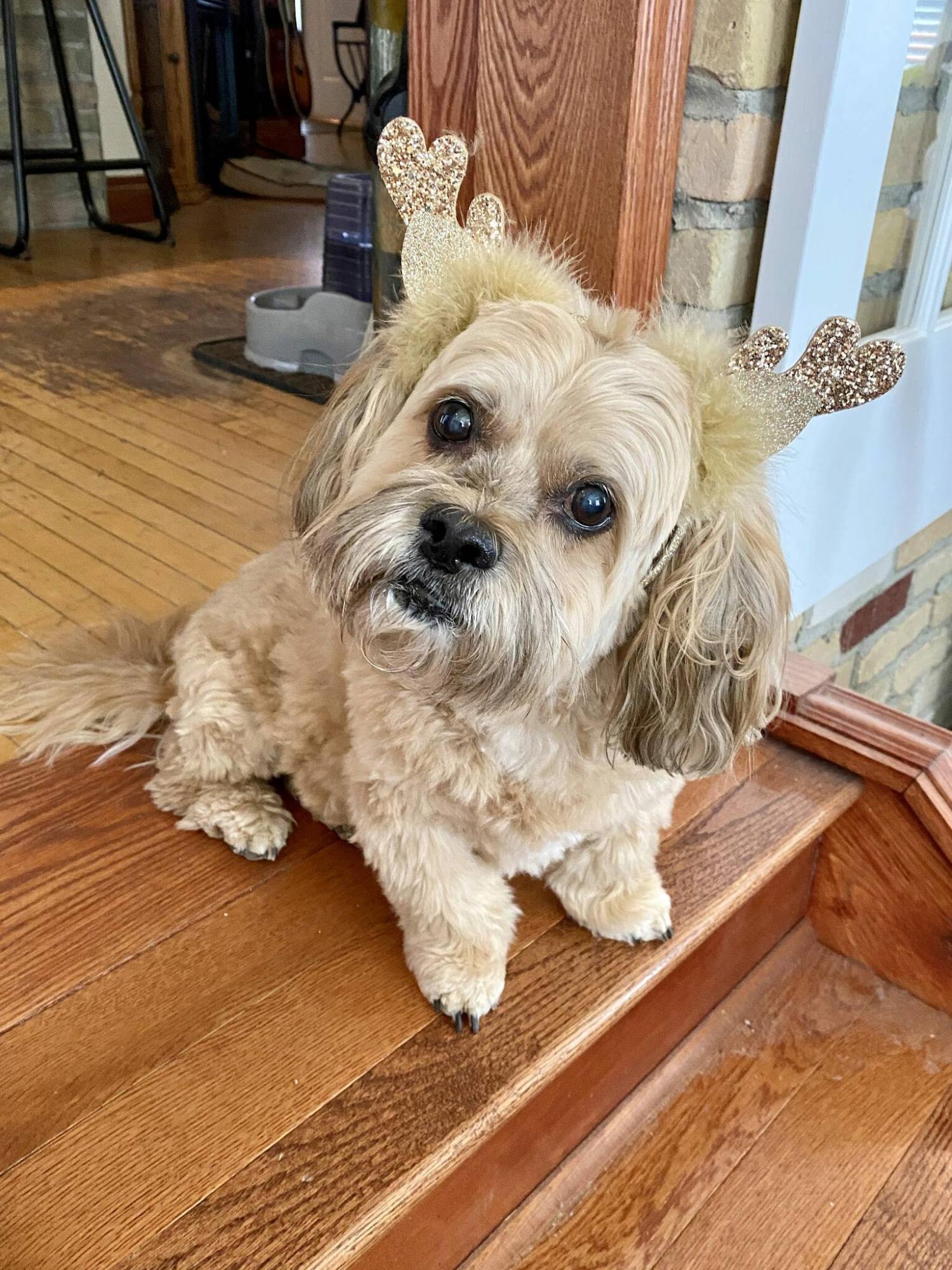  <p>Milo is my 12-year-old little helper, and wishes everybody a happy holiday season.</p> 