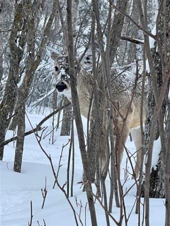 Home Photo - 38 BLUE SPRUCE Road