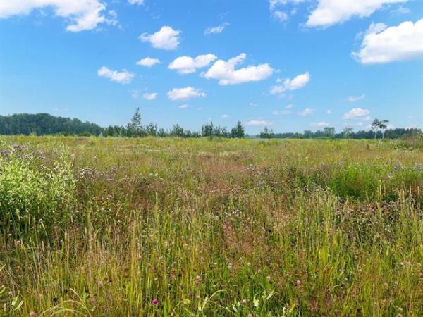 Home Photo - 161 Spence Street