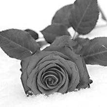ANN HOLYK Obituary pic